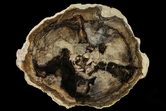 Petrified Wood (Cherry) Slab - McDermitt, Oregon #166057